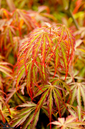 acer_palmatum_Jeddeloh_Orange.jpg