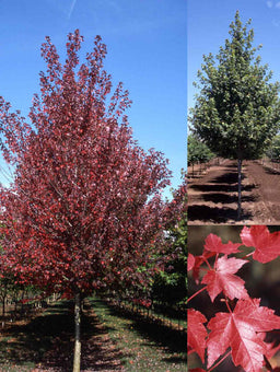 acer_redpointe.jpg