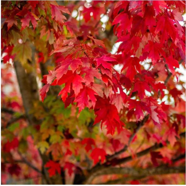 acer rubrum AB.JPG