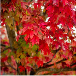 acer rubrum AB.JPG