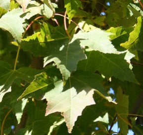 acer_rubrum_bowhall[1].jpg