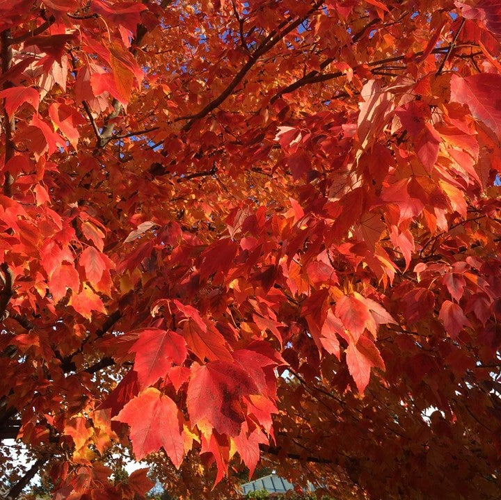 acer_rubrum_franksred.jpg