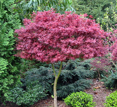 acer_shaina.jpg