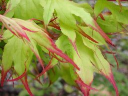 acer_tsuma gaki.jpg