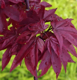 acer_twombleys_red_sentinel[1].jpg