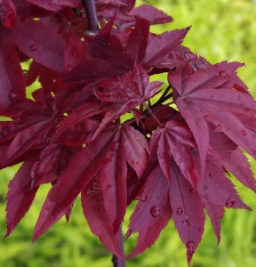 acer_twombleys_red_sentinel[1].jpg