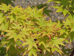 acerpa_sango_kaku_C04272026.jpg
