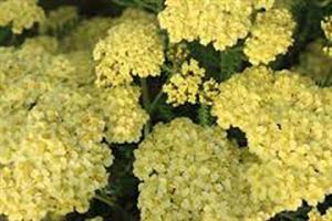 achillea-rainbow-yellow-bouquet.jpeg