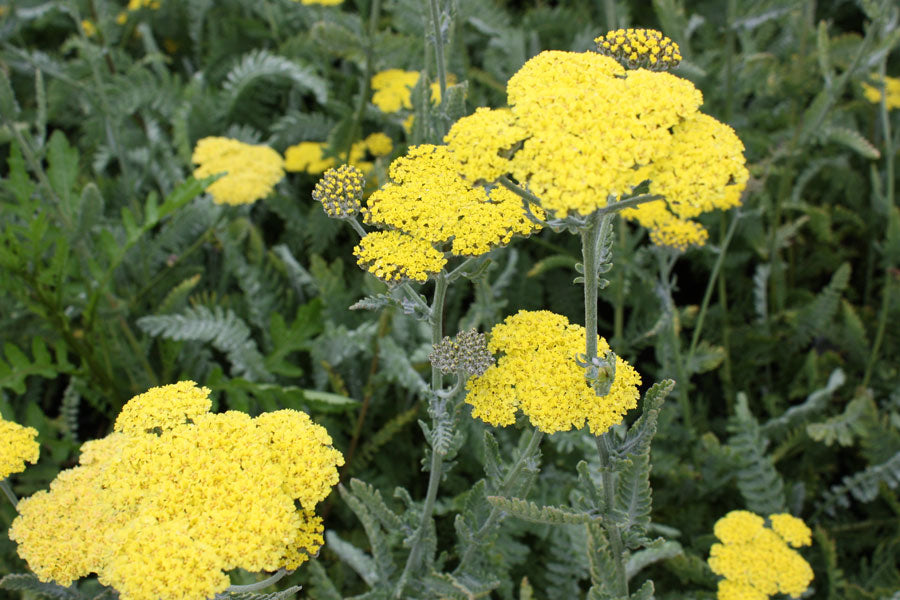 achillea_moonshine[1].jpg