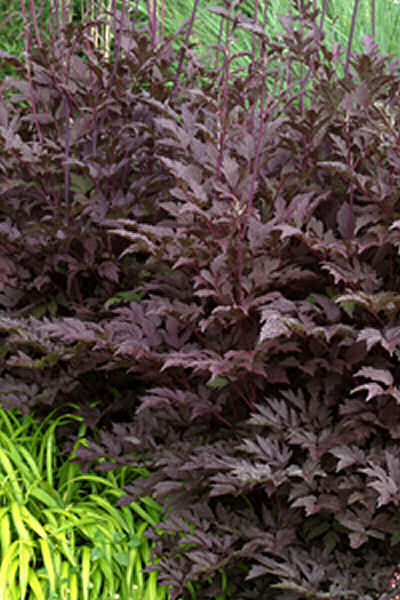 actaea_black_negligee.jpg