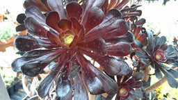 aeonium_zwartkop_small.jpg