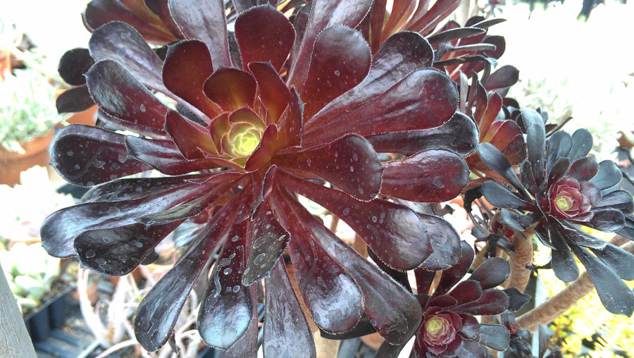 aeonium_zwartkop_small.jpg