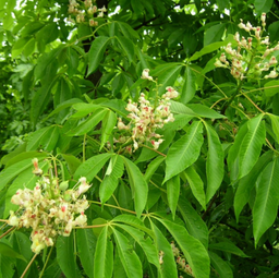 aesculus flava.png
