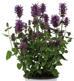 agastache-honeysticks-purple_01-cropCCDO.jpg