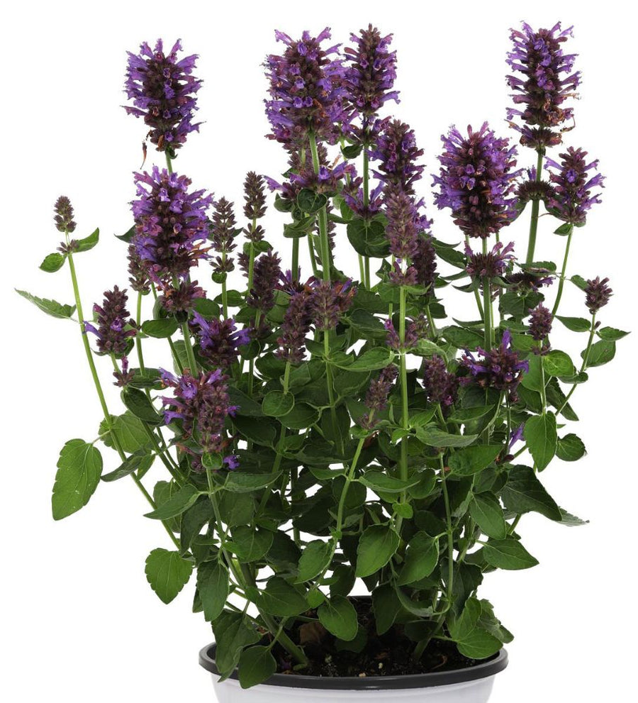 agastache-honeysticks-purple_01-cropCCDO.jpg