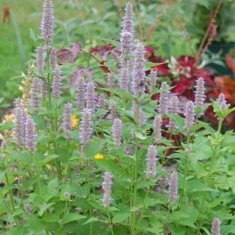 agastache_foeniculu_anisehyssop_alison_.jpg