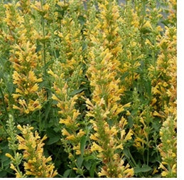 agastache_kudos_yellow[1].jpg