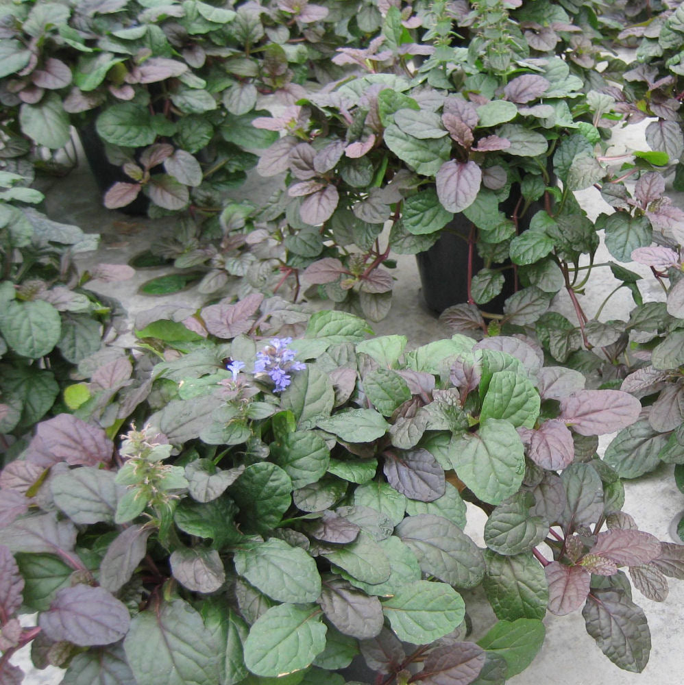 ajuga bronze.jpg