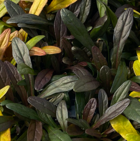 ajuga_noble_nightingale_.png