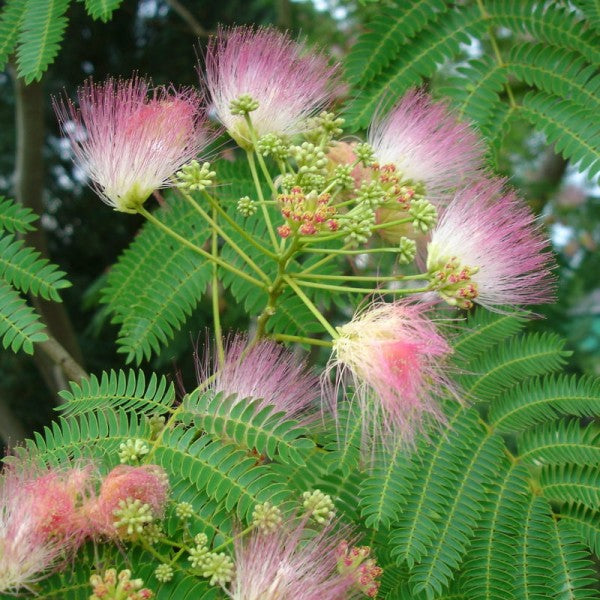albizia_e_h_wilson.jpg