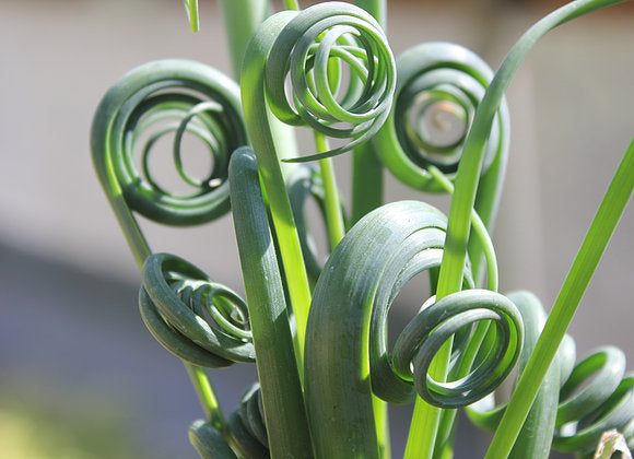 albuca_frizzle_sizzle[1].jpg