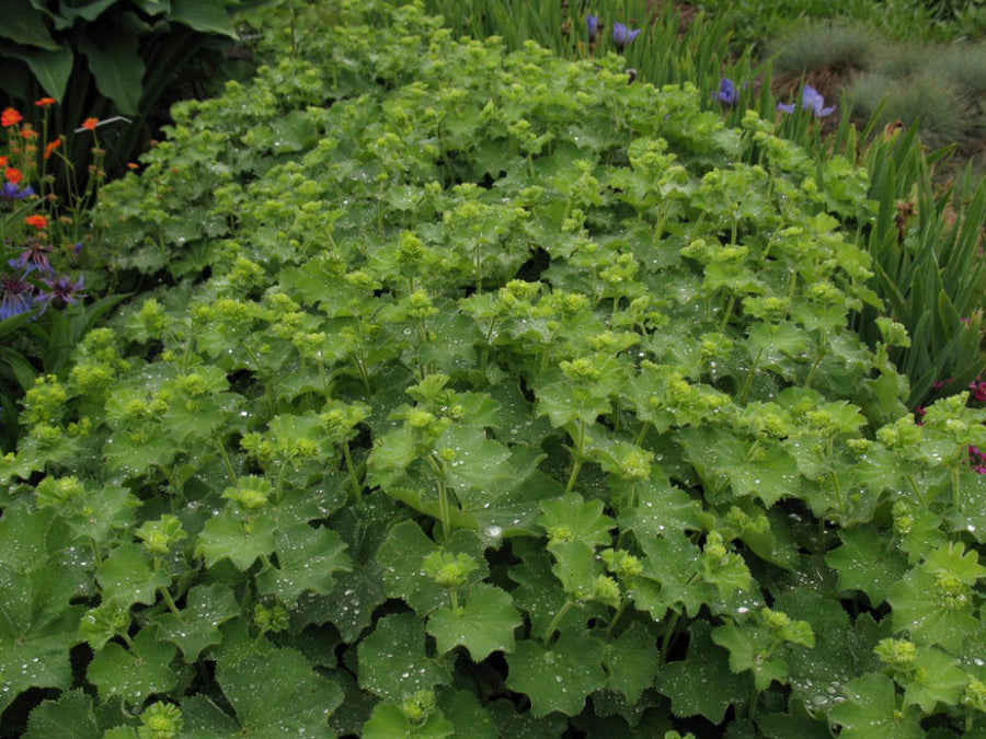 alchemilla-mollis-thriller-ladys-mantle.jpg