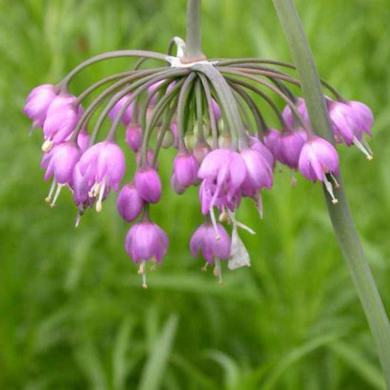 allium_cernuum_.jpg
