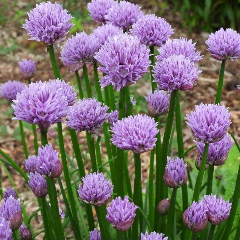allium chivette jpg.jpg