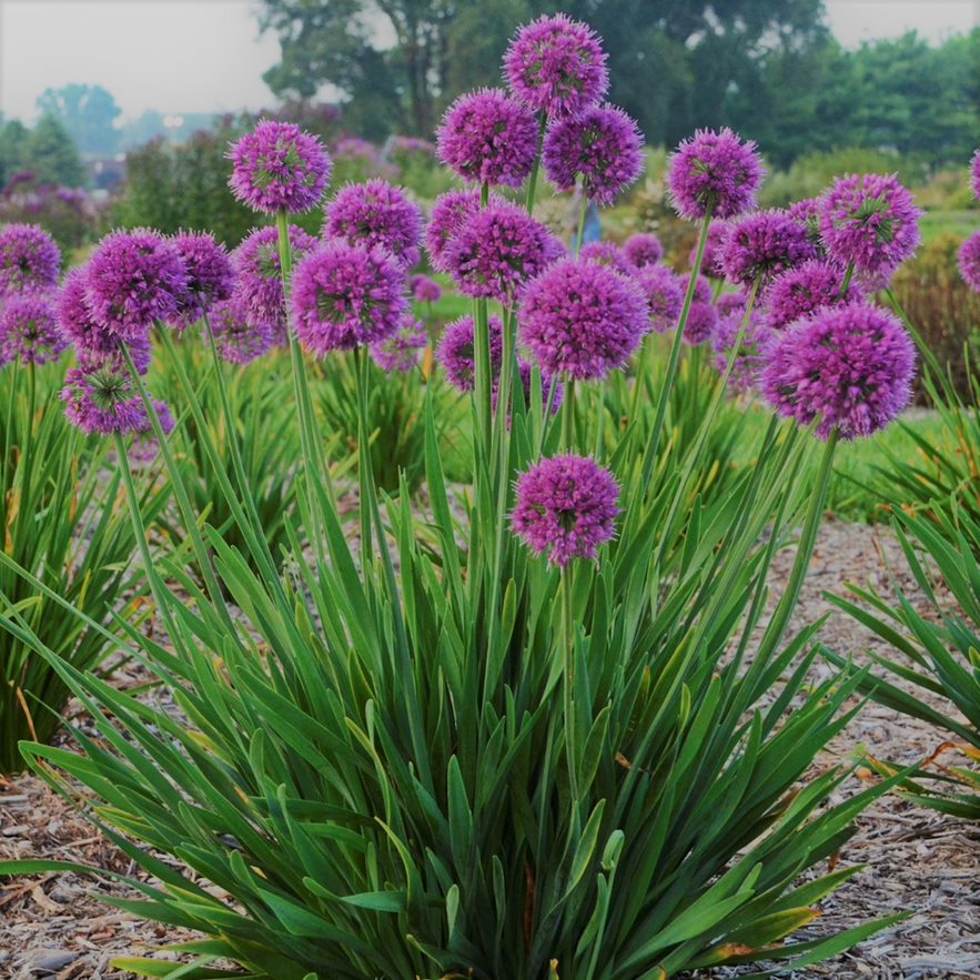 allium_lavender_bubbles_.jpg