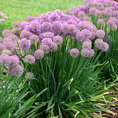 allium_serendipity_.jpg