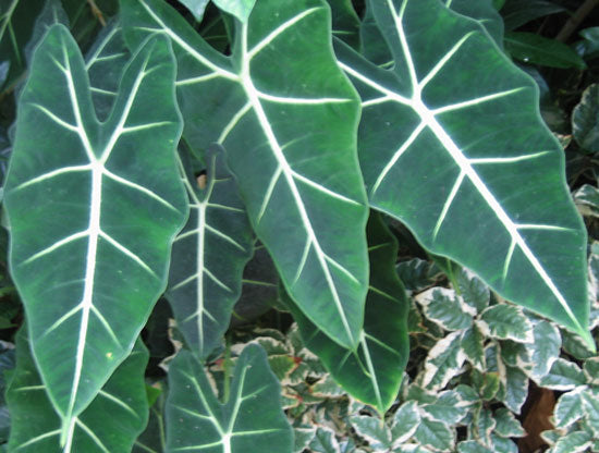 alocasia_frydek[1].jpg