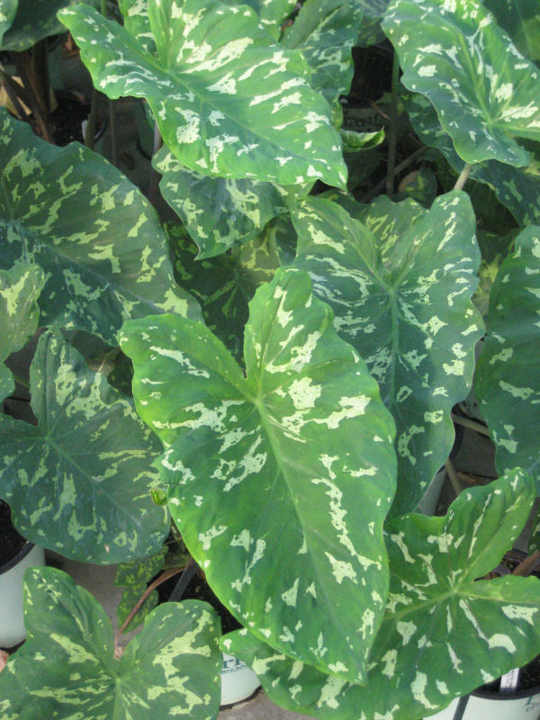 alocasia hilo beauty 11-6-09 431.jpg