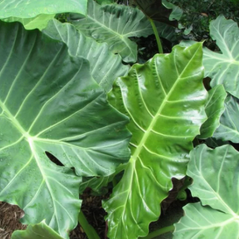 alocasia_kuching_mask.png