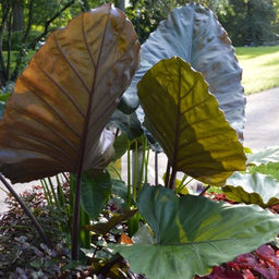 alocasia metalhead 2.jpg