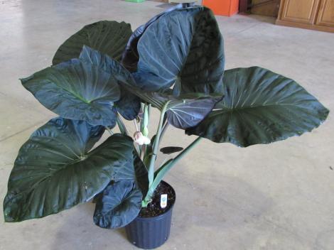 alocasia_regal_shield[1].jpg