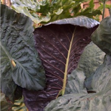 alocasia_serendipity_.jpg