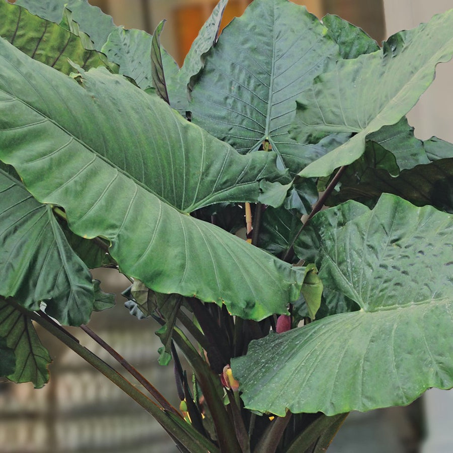 alocasia_sumo_.jpg