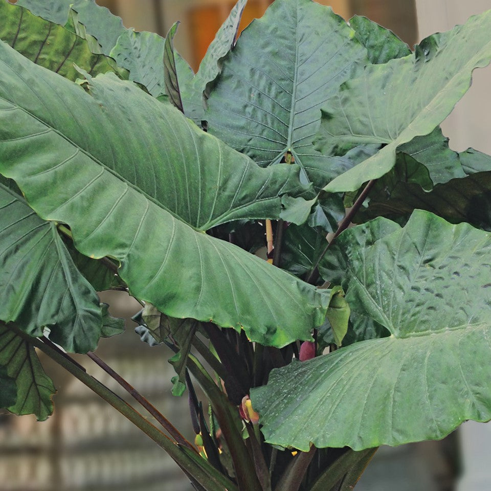 alocasia_sumo_.jpg