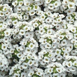 alyssum%20clearcrystal%20white[1].jpg