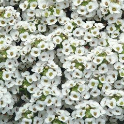 alyssum%20clearcrystal%20white[1].jpg