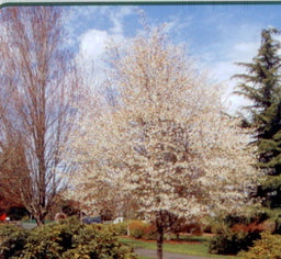 amel_laevis_spring_flurry[1].jpg