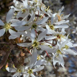 amelanchier princess diana.png