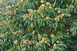 american chestnut.jpg