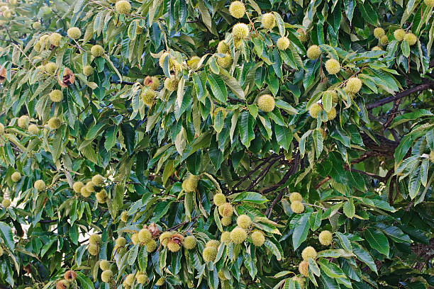 american chestnut.jpg