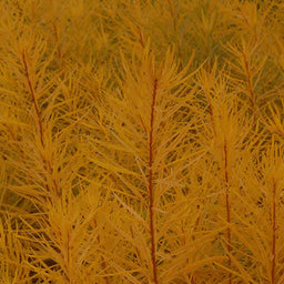 amsonia-butterscotch-emerald-coast-growers.jpg