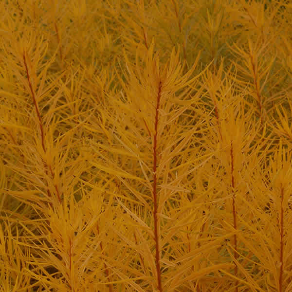 amsonia-butterscotch-emerald-coast-growers.jpg