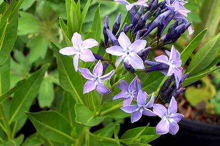 amsonia_blue_ice[1].jpg