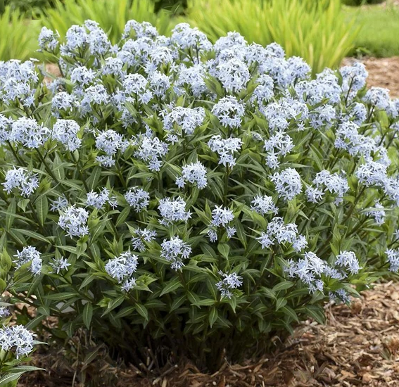 amsonia starstruck.png