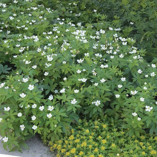 anemone canadensis.png