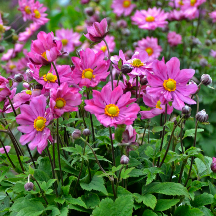 anemone cur call deep rose.png